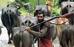 A villager, carrying a rifle, drives his cattle to graze