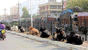 Untethered animals are responsible for a large number of accidents on Delhi�s roads.