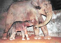 Hema, the female elephant, fondles her calf, born for the first time in captivity at Chhat Bir Zoo