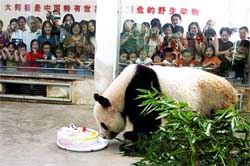 Xiao Dudu, a nine-year-giant panda, enjoys his birthday cake at a zoo in Wuhan