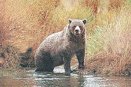 Bears guard their territory zealously