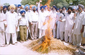 Activists of the Sarb Hind Shiromani Akali Dal burn paddy