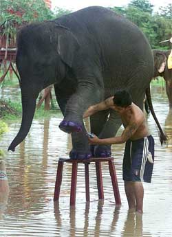 A baby Asian elephant stands on a stool