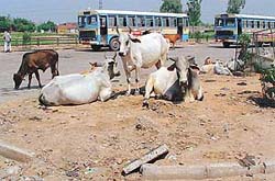 Stray cows on roads are a regular feature of the Ram Darbar and surrounding areas, often leading to accidents
