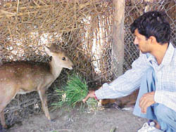 A fawn that was recovered from a village near Jalandhar being attended to at the Tiger Safari