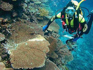 Australian Institute of Marine Science researcher Cathie Page surveys infected corals 