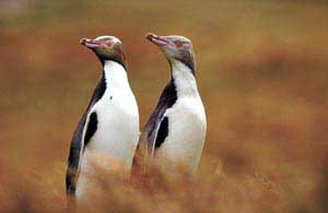 As far as the eye can see.