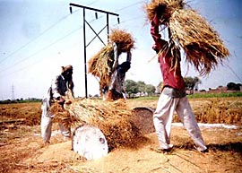 Farmers busy thrashing the paddy crop