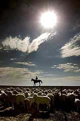 Graham Finlayson herds some of his remaining sheep