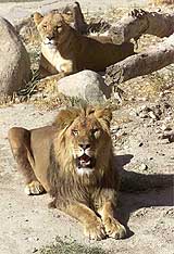 A male lion (front) and a lioness relax inside their cage at Kabul zoo