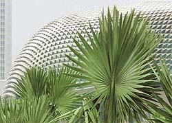 One of the spiky domes that has made Singapore�s new "Esplanade --- Theatres on the Bay" arts centre the talk of the town rises above palm trees