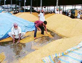 Farmers drain out rainwater from the Salem Tabri grain market after heavy showers in Ludhiana 