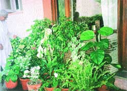 Placement in groups not only enhances the beauty of indoor plants but also helps them to acclimatise better