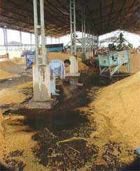 Paddy lies on the wet floor in a mandi 