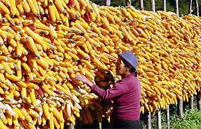 A woman dries corn in her compound