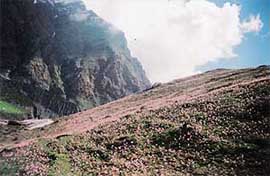 Blooms form a carpet of colour around the base camp