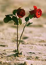 Roses are left on the beach
