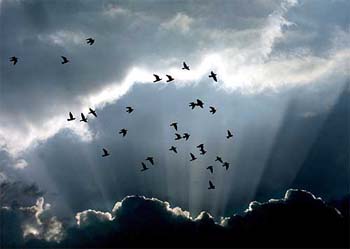 Pigeons fly beside rain clouds over the Jordanian capital, Amman, on Friday