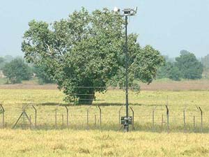 The peepal tree across the border fencing at Daoke village
