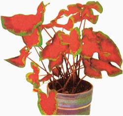 Caladiums or bleeding hearts can enliven your interiors for Divali