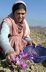 A Kashmiri girl plucks saffron flowers