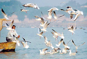 A man feeds seagulls