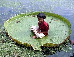An eight-year-old girl sits on a leaf at a lily pond in the Botanical Garden, Kolkata