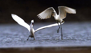 Egrets revel in a lake
