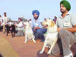 LOOKING FOR A WELL-HOUNDED PERSONALITY