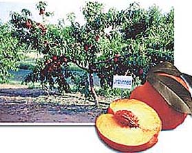 Peach trees are deciduous in nature and "go to sleep" in winter. Saplings of the peach tree can thus be planted up to mid-January