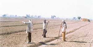 Lathi-weilding men of Tirath Singh standing in the fields