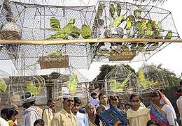 Parrots and other birds are being kept for the buyers at Asia's biggest cattle