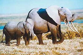 Wild and Young: Spectacular series