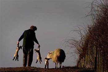A farmer carrying two of his new-born lambs