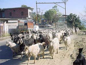 Gaddis from interiors of Kangra district along with their herd of sheep