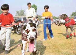 Participants at a dog show