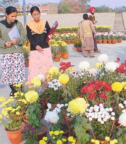 Young girls admire the beauty of chrysanthemums at an exhibition