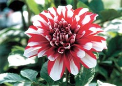 A chrysanthemum in full bloom