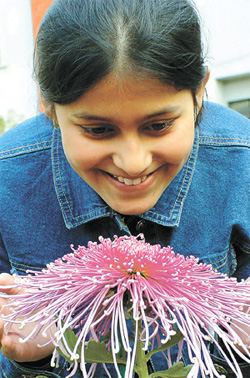 A girl taking a close look at one of the displays at the chrysanthemum show 