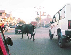 The majestic buffalo does not care either for the vehicles or for the traffic police and walks at her own pace causing inconvenience to the drivers
