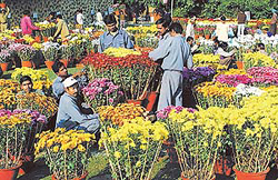 Workers of the MC�s Horticulture Wing give final touches to the flower pots for the 16th Annual Chrysanthemum Show 