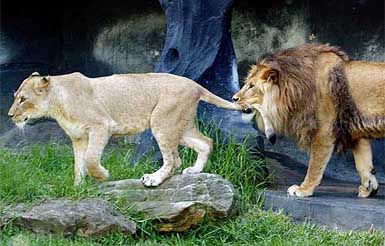 A male African lion bites the tail of his new female partner