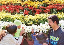 Parents teach their children names of different kinds of chrysanthemums during the 16th Annual Chrysanthemum Show at Terraced Garden in Sector 33 of Chandigarh on Saturday.