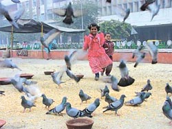 My feathered friends