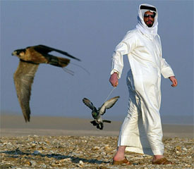 A hunting falcon swoops in to attack a pigeon