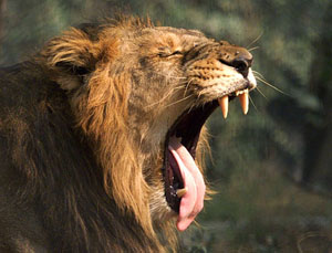 An Asiatic Lion yawns at the New Delhi zoo