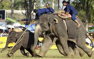 A baby Asian elephant is chased as Thai elephant handlers demonstrate their rodeo-style method of catching wild elephants