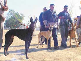 A dogged look: Hounds before the start of a dog race at the ninth annual rural sports festival at Bondli village