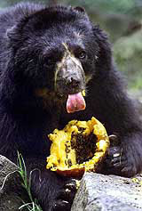 Pepe, a Peruvian spectacled bear, eats a papaya