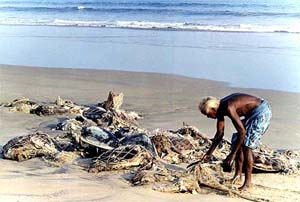 A villager cuts the fishing nets to collect dead turtles